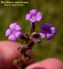 Image result for Buchnera