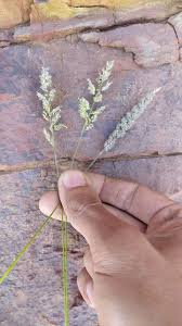 Image result for Enneapogon cenchroides