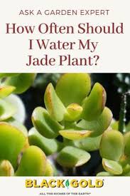 How often should i water my portulacaria afra dwarf jade plant, elephant bush succulent? 320 Succulents Ideas Succulents Cacti And Succulents Plants