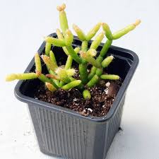 Image Result For Chicken Foot Plant Green Beans Vegetables Chicken