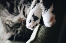 Wann ist der zahnwechsel abgeschlossen? 11 Dinge Die Nur Katzenhalter Wissen Wohnungskater De