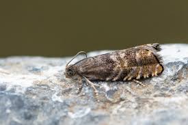 Image result for Cydia strobilella