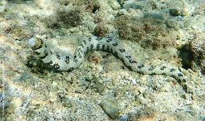 For other uses, see moray (disambiguation). Moray Eels Identification Guide Snorkeling Report