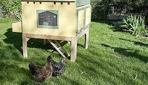 Maybe you would like to learn more about one of these? Setting Up Urban Chicken Coops Hobby Farms