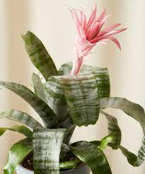 The bromeliaceae (the bromeliads) is a family of monocot flowering plants of 75 genera and around 3590 known species native mainly to the tropical americas. Buy Potted Bromeliad Aechmea Pink Indoor Plant Bloomscape
