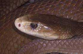 This Snake Is Most Similar To The Eastern Brown Snake Pseudonaja Textilis Which Has A Shorter More Rounded Head And Different Sca Snake Broad Head Pit Viper