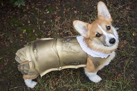 No Spoilers I Made My Puppy Kingsguard Armor For Halloween Gameofthrones Dog Armor Corgi Puppies