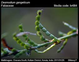 Image result for Pleurolobus