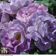 'blue for you' rose description. Rose Blue For You Floribunda Rose Thompson Morgan