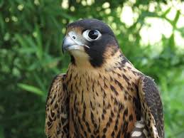 Zeca brito (as marcondes falcão). Falcao Peregrino Falco Peregrinus Falcao Peregrino Aves De Rapina Aves Exoticas