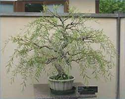 A bonsai is created beginning with a specimen of source material. Bonsai Dragon Willow Tree Dicker Stamm Schneiden Exotische Bonsai Material Ebay