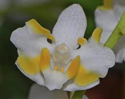 Image result for Buchnera pulcherrima