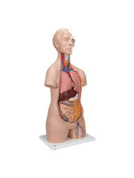 Check out our torso anatomy selection for the very best in unique or custom, handmade pieces from our shops. Classic Unisex Human Torso Model 12 Part 3b Smart Anatomy