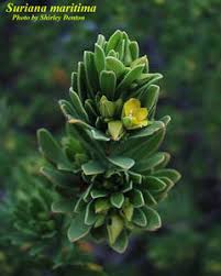 Image result for Surianaceae