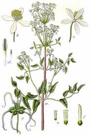 Paniculata is the most common of these, and is widespread in forest throughout the country. Clematis Recta Ground Virginsbower Pfaf Plant Database