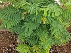Image result for Leucaena leucocephala