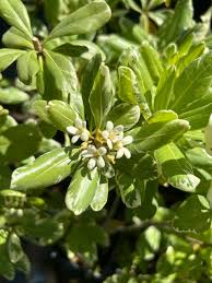 Image result for Pittosporum tobira