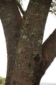 Image result for Albizia adianthifolia