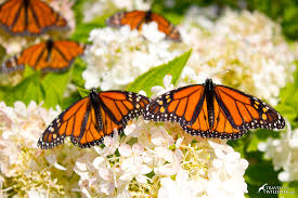 Include 1 or 2 large, flat rocks in your butterfly garden. How To Make A Butterfly Garden And Other Ways To Help Save Monarchs From Extinction Travel For Wildlife