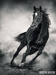 Beautiful Black And White Mustang Horse Black Horse Running Wild Black And White Wild Animals Pictures Animal Photography Wild Animals Photography