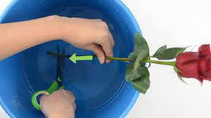 How To Keep Roses Fresh: 13 Steps (With Pictures) - Wikihow