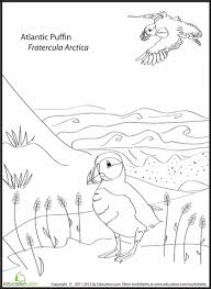 Atlantic Puffin Worksheet Education Com Puffin Bird Coloring Pages Puffins Bird