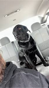 Lost Dog found him running down 116 !Owner Found!