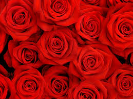 Fotos Flores Rosas Rojas Amor Cultura Deco