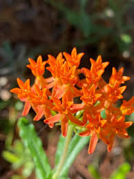 Image result for Asclepias graminifolia