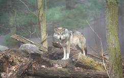 Wolf Conservation: Saving a Species