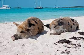 Gäste können jetzt online einchecken und verzichtserklärungen abschließen, sodass sie den. Bahamas Schweine Schwimmende Schweinchen Am Traumstrand Urlaubstracker De