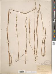 Image result for Urochloa serrata