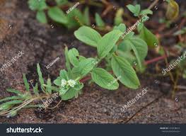 Image result for Lippia javanica