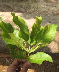 Image result for Xylia africana