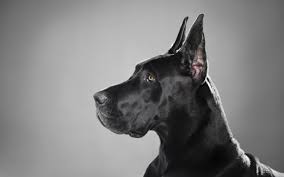 A big dog is behind the gate. 70 Most Adorable Great Dane Dog Photos And Pictures