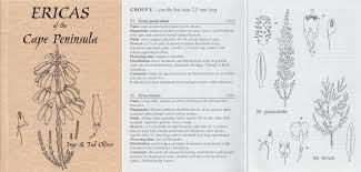 Image result for Erica silvatica