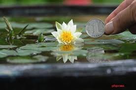 Aquatic Font B Plants B Font Blossom Mini Water Lily Seeds Font B Miniature B Font Jpg 600 397 Lily Seeds Bonsai Plants Aquatic Plants