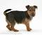 Long Haired Jack Russell Cross