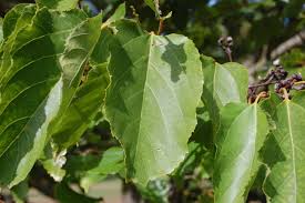 Image result for Hovenia dulcis