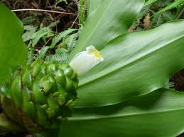 Image result for Costus dubius