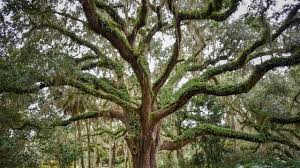 Live Oak