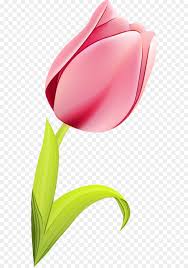 Black and white, bud, flower, tulip, tulip bud. Tulip Red Clip Art Flower Pink Png Download 611 1280 Free Transparent Watercolor Png Download Cleanpng Kisspng
