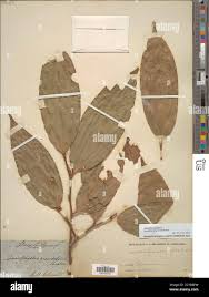 Image result for Anisophyllea