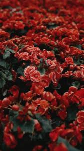 Lockscreens Red Flowers Lockscreens In 2020 Red Flower Wallpaper Flower Iphone Wallpaper Red Wallpaper
