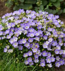 Image result for Carvalhoa campanulata