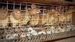 Istilah kata telur puyuh mungkin sudah tidak asing bagi masyarakat di indonesia. 8 Kendala Dalam Beternak Puyuh Arenahewan Com