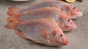 Jika di jadikan masakan, tentu rasa kakap putih lebih enak dan berptoein tinggi, tidak heran jika harga kakap putih di pasaran lebih mahal, di bandingkan dengan kakap merah. Menuai Kontroversi Apakah Ikan Tilapia Adalah Jenis Makanan Yang Berbahaya