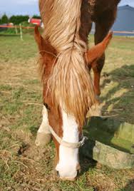 Feeding vitamin e to horses may provide nutrition that is lacking in horses with neurological issues, including shivers, pssm, epm, edp and motor neuron issues. Natural Sources Of Vitamin And Minerals For Horses Horsetalk Co Nz