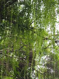 Image result for Vernonia conferta