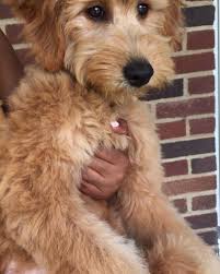 My First Haircut At 5 And A Half Months Old Goldendoodle Haircuts Goldendoodle First Haircut